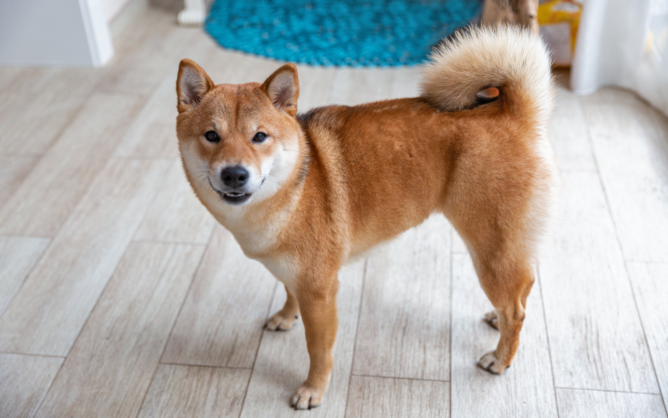 Shiba Inu dog standing on top of hardwood floor.