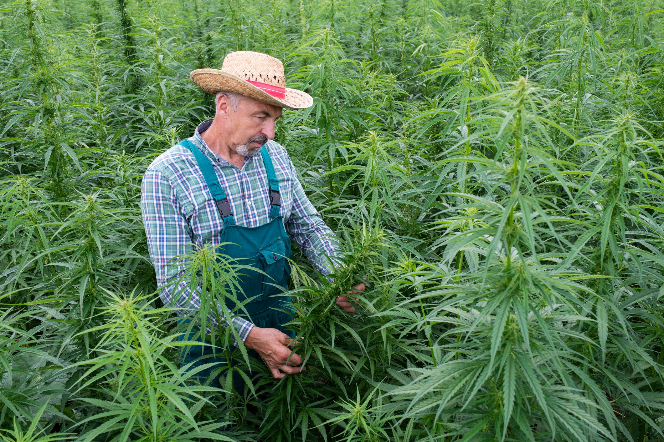 A person looking at a plant in a cannabis field.