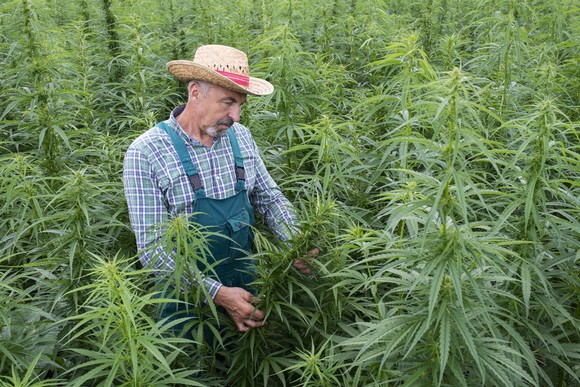A person looking at a plant in a cannabis field.
