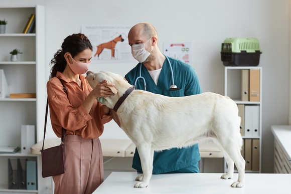 A veterinarian and pet owner with a large dog.
