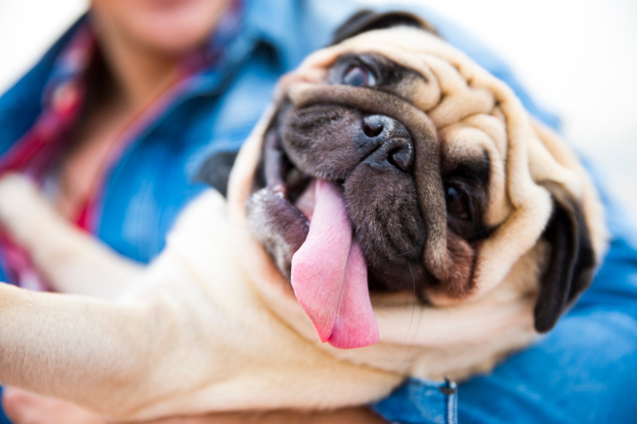 A dog with its tongue hanging out of its mouth.
