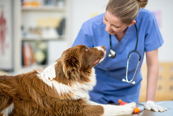 A veterinarian with a dog.