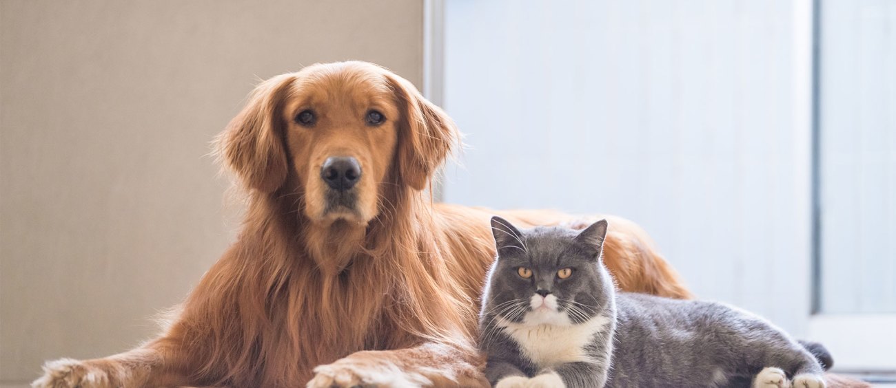 A dog and cat lying next to each other.
