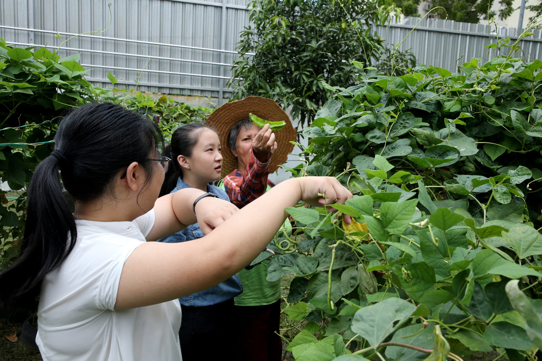 Farmers picking snap peas.