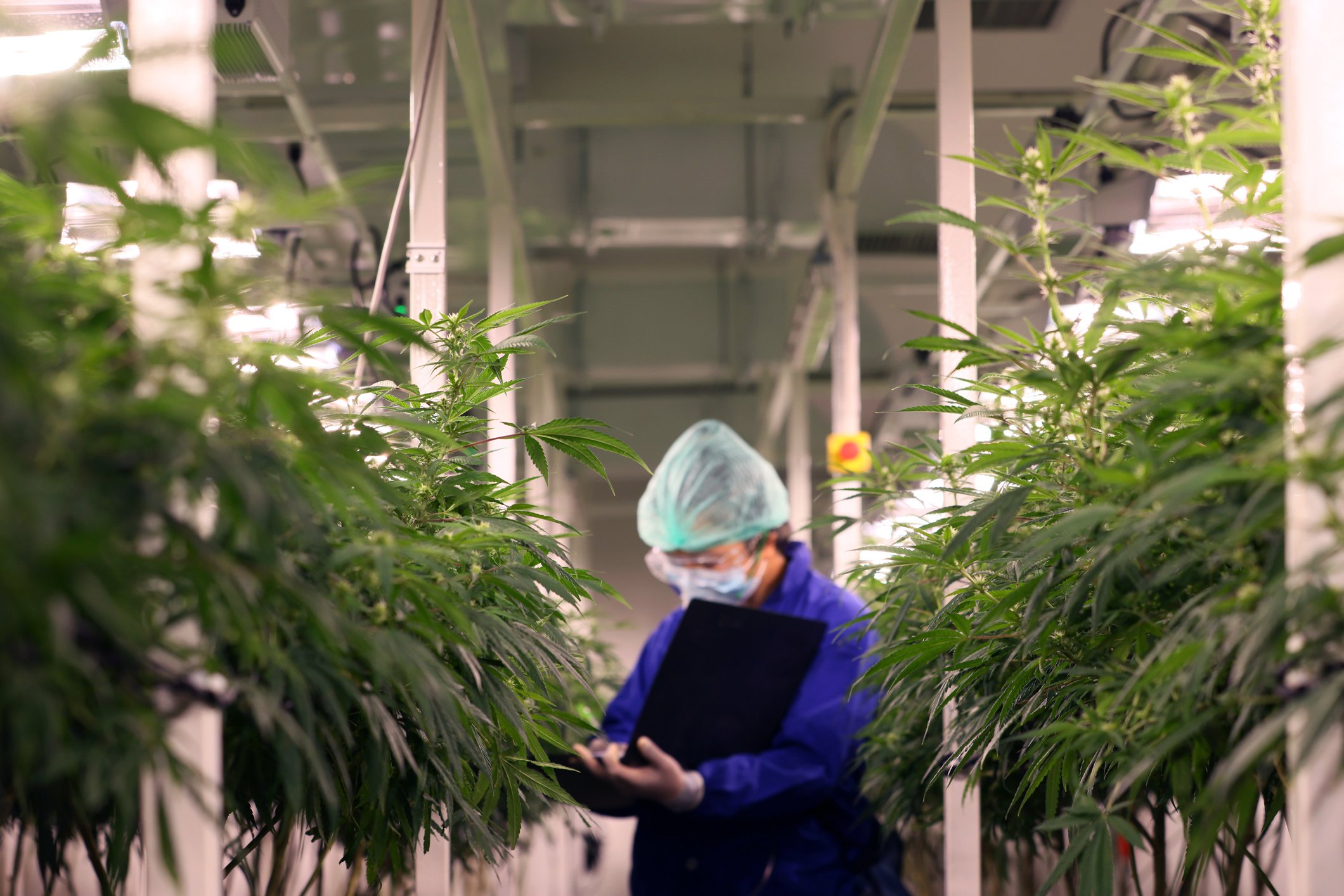 A worker takes notes in a clipboard while standing between two rows of cannabis plants inside of a cultivation facility.