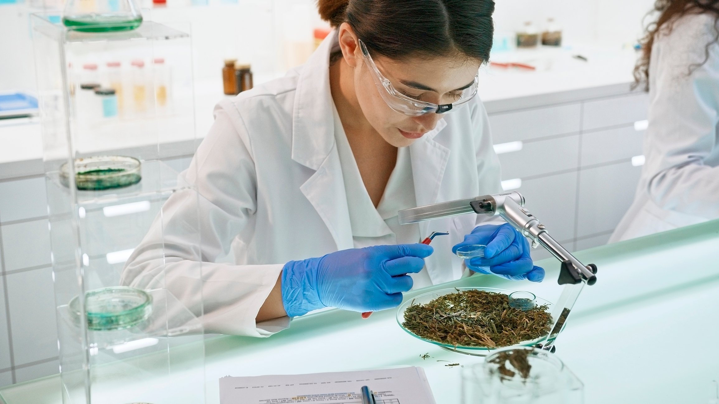 Person examining cannabis in a lab.