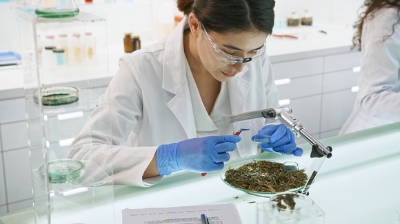 Person examining cannabis in a lab.