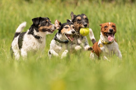 A group of dogs running in a field.