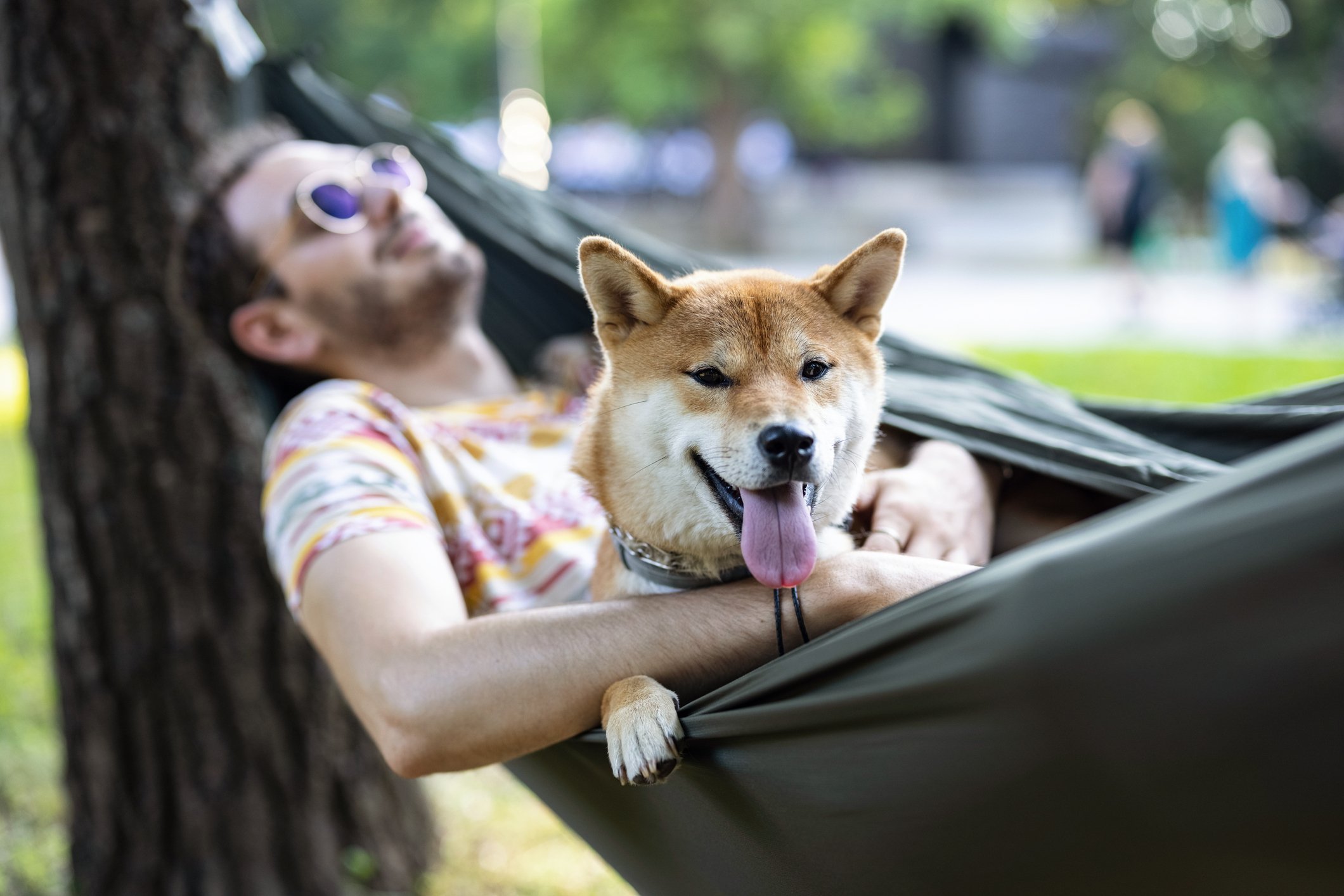 A Shiba Inu dog and a person lying in a hammock.
