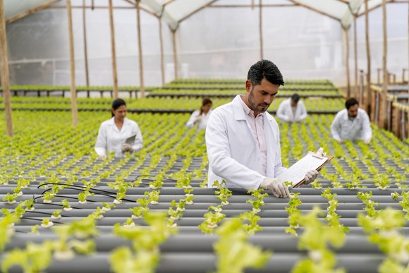 People working in a greenhouse.