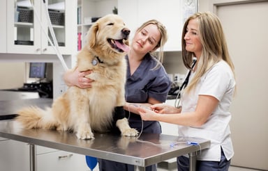 Veterinarians treating a dog.