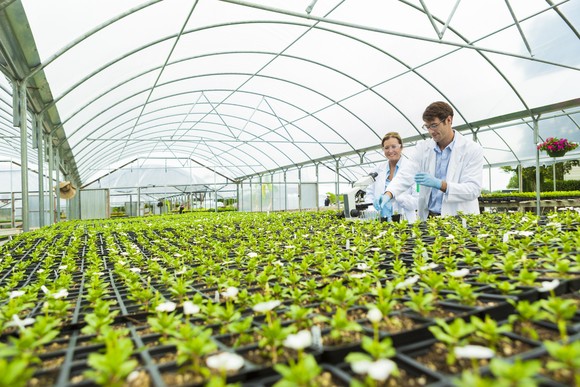Two scientists working in a greenhouse.