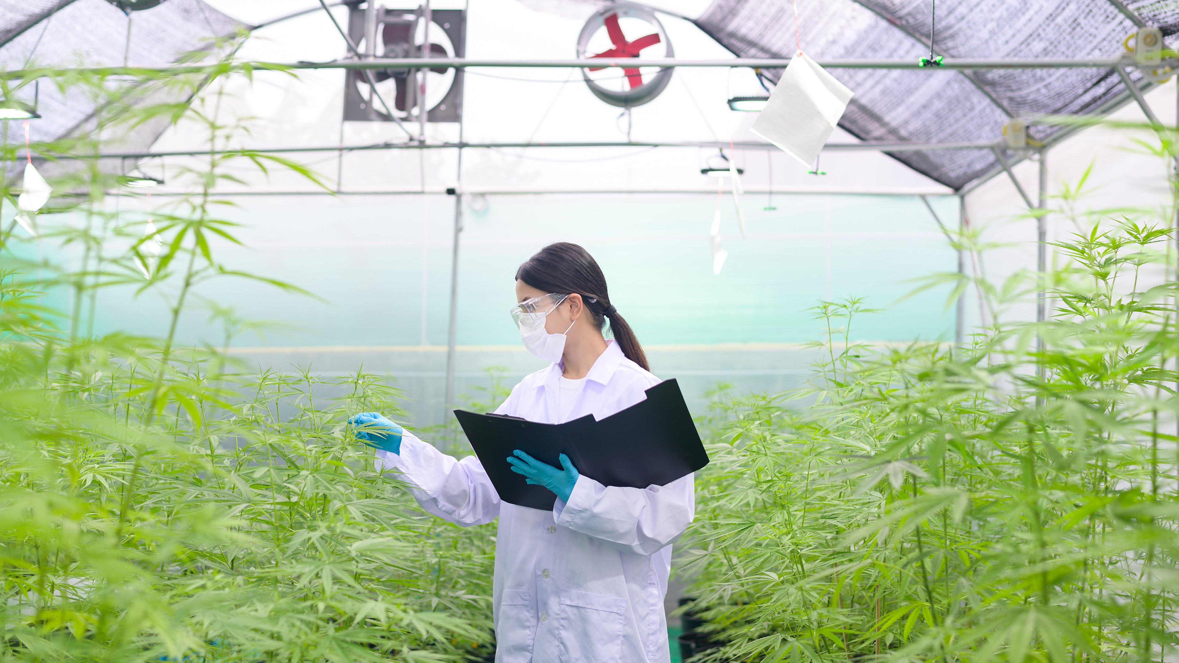 Scientist in cannabis indoor farm.