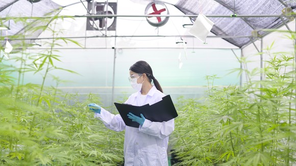 Scientist in cannabis indoor farm.