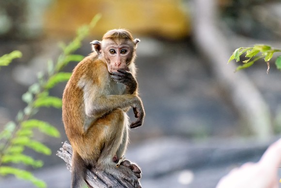 A Bonnet macaque monkey.