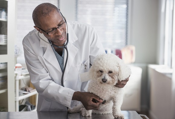 Veterinarian treating a dog.