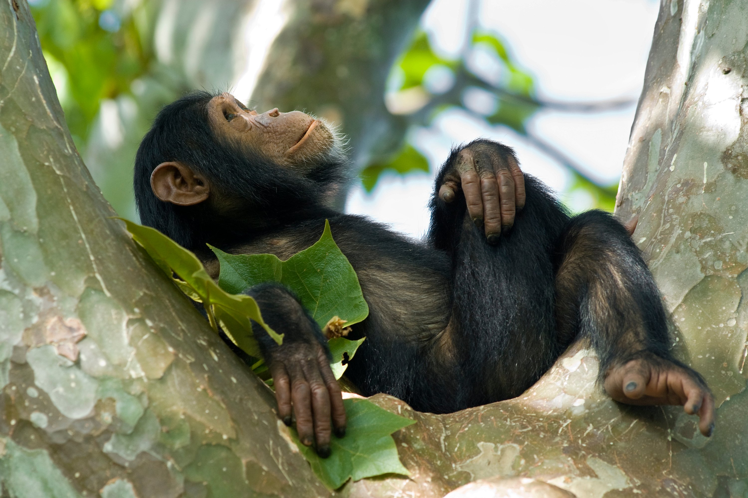 Young chimpanzee reclining on a tree branch.