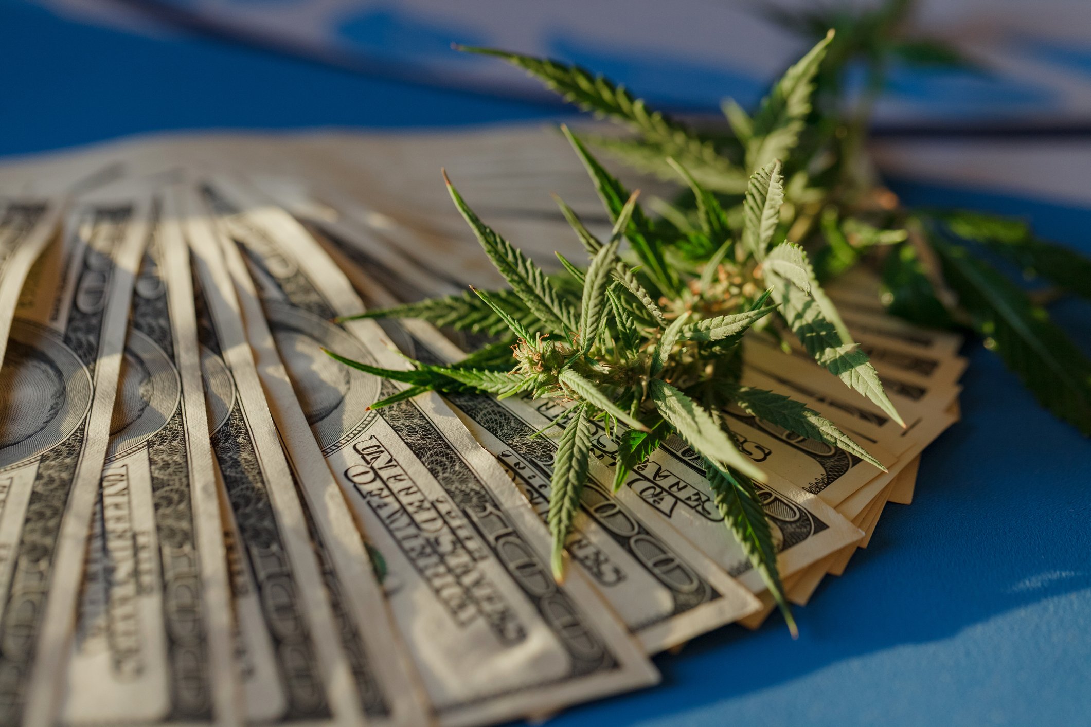 Cannabis plant sitting on money.