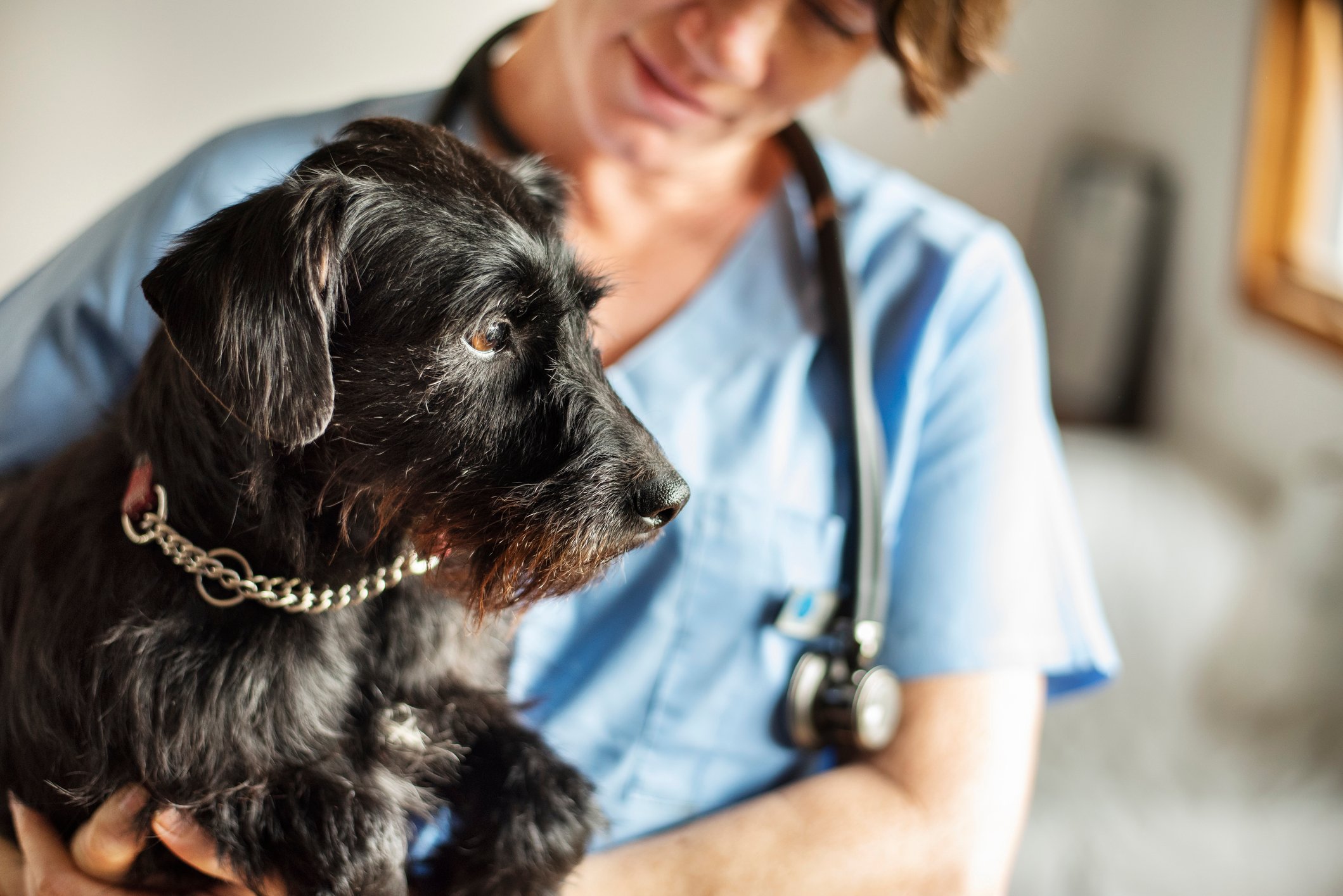 A veterinarian smiles and holds a small dog at a clinic.