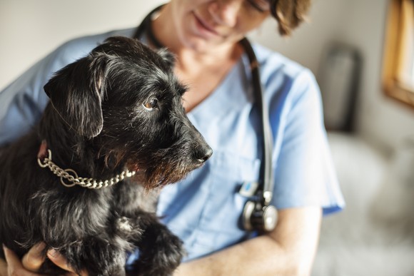 A veterinarian smiles and holds a small dog at a clinic.