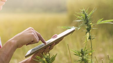 GettyImages-tabletmarijuanafield