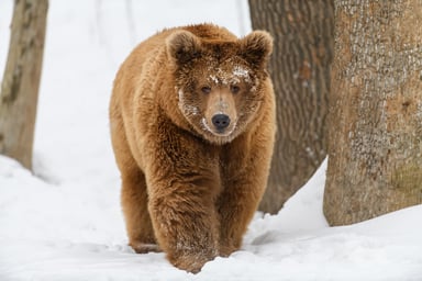 A brown bear walks through the snow in a forest.