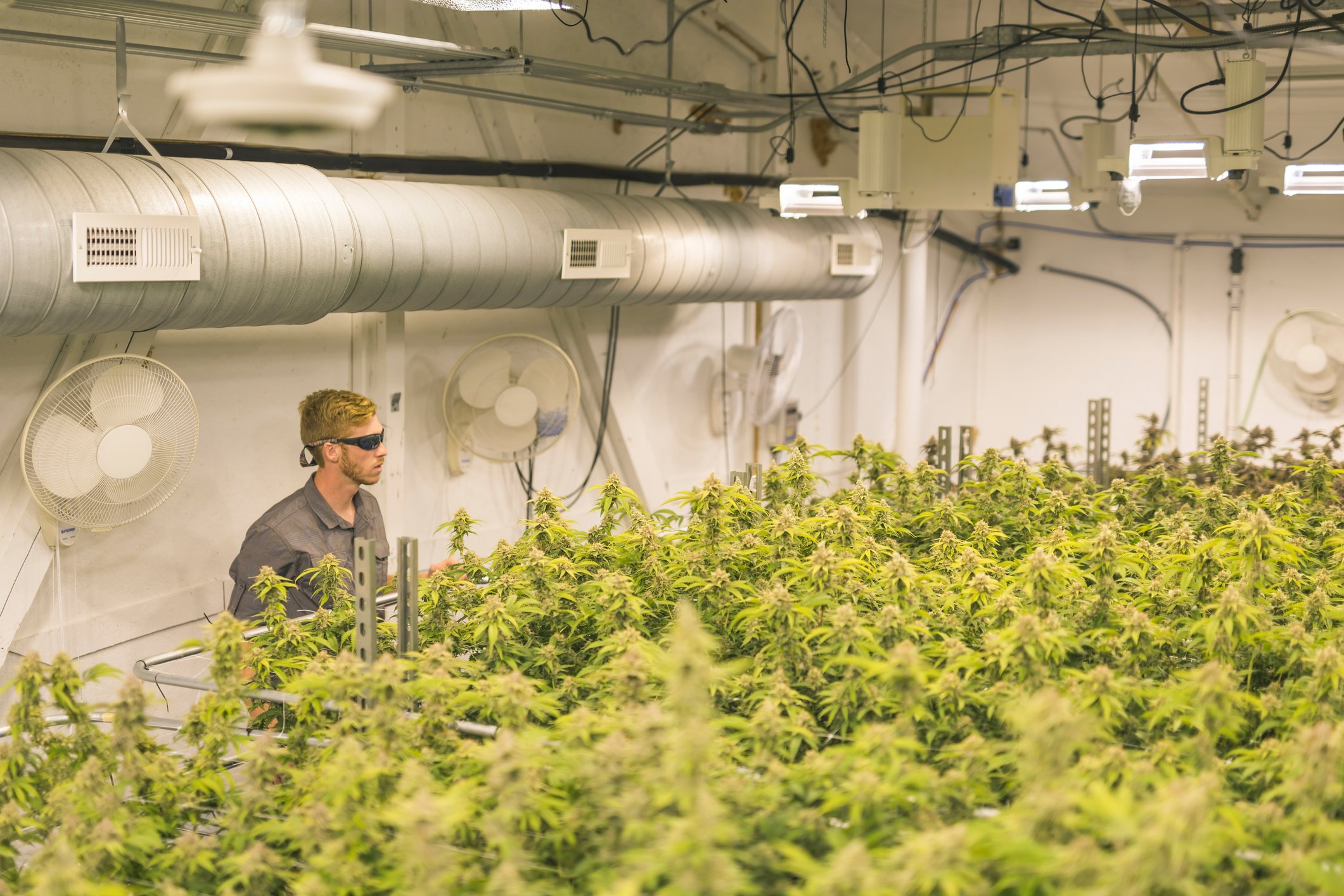 Cannabis greenhouse, person