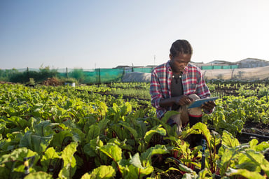 farming-field