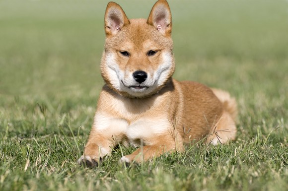 Shiba Inu breed of dog