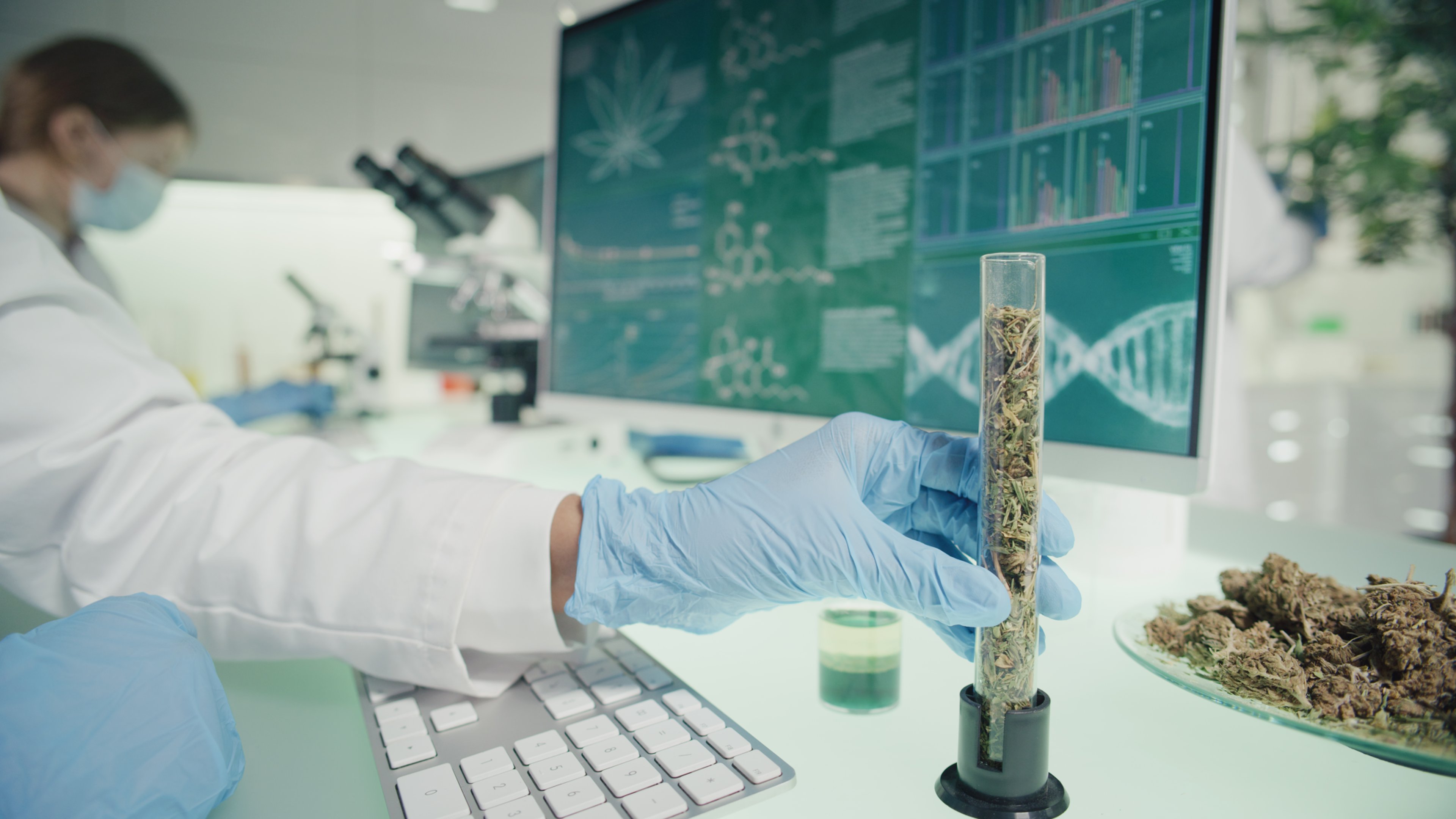 Person testing cannabis in a lab.