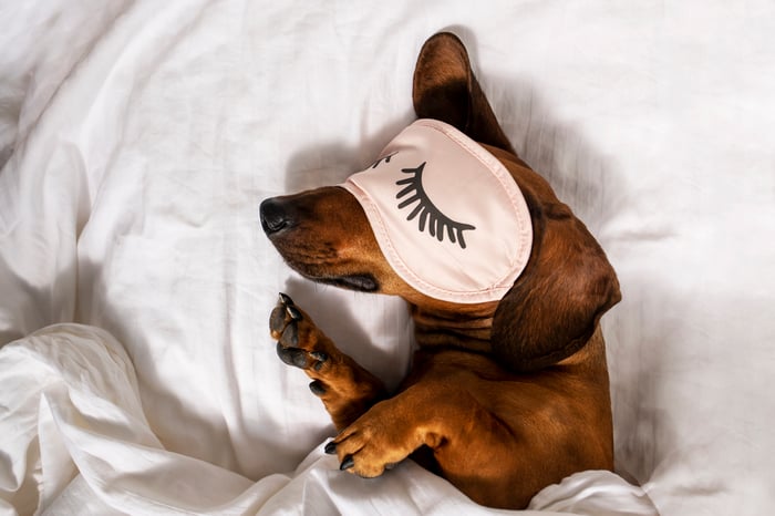 Dachshund sleeping on a bed wearing an eye mask.