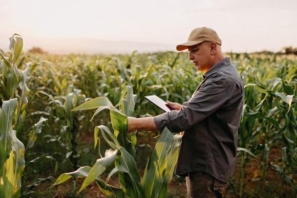 A farmer examining a crop. 