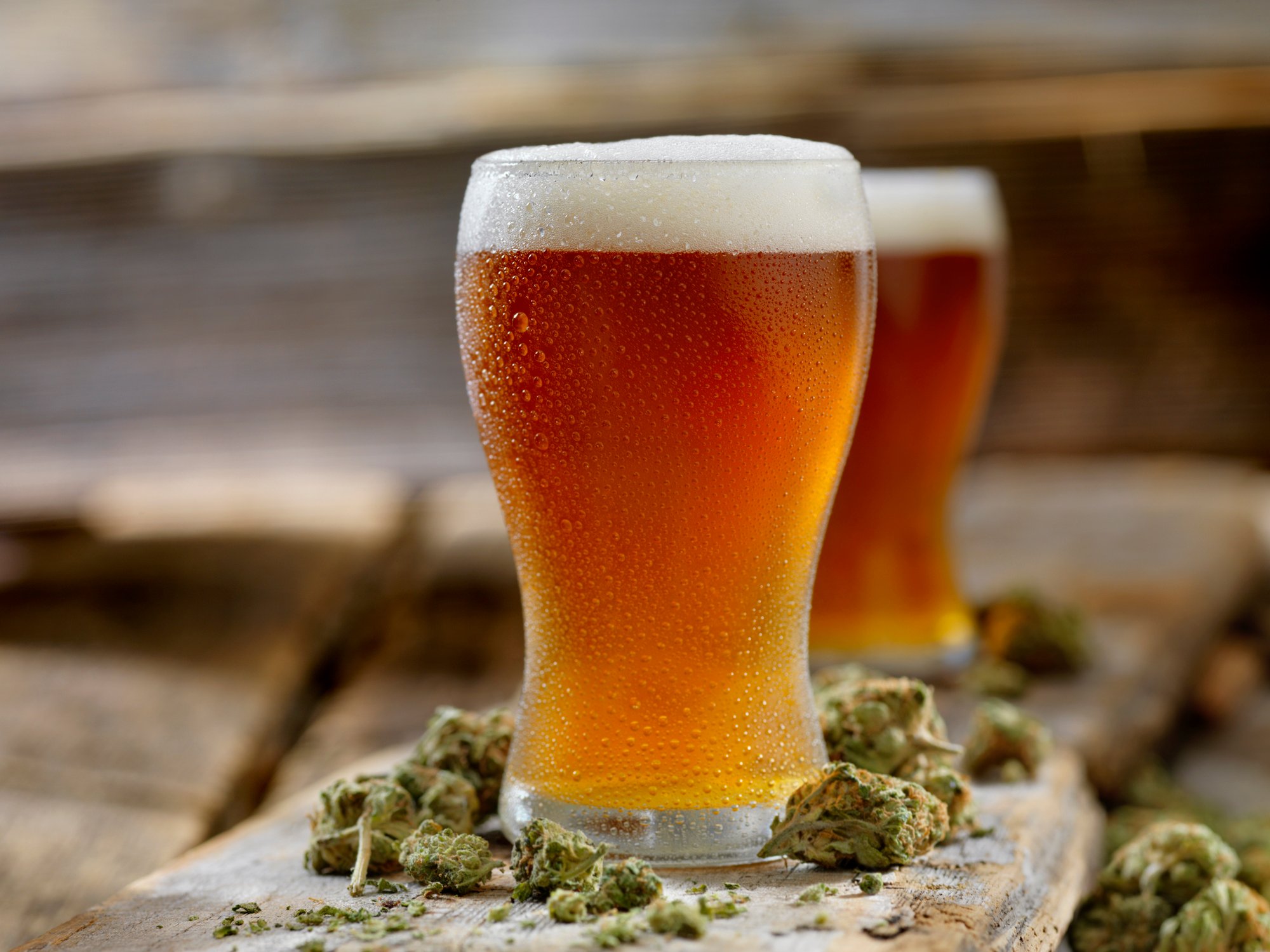 Full beer glasses surrounded by marijuana flower buds.