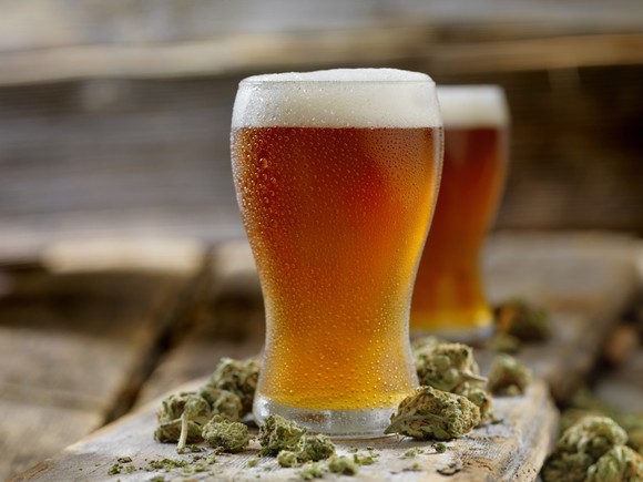 Full beer glasses surrounded by marijuana flower buds.