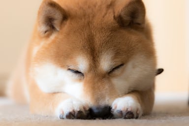A sleeping Shiba Inu dog