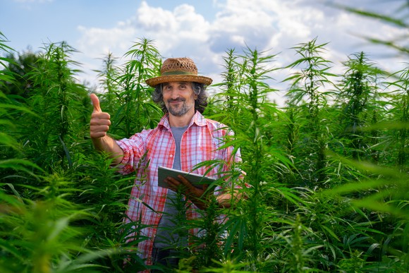 A cannabis farmer gives a thumbs up while smiling and standing amidst crops in a field.