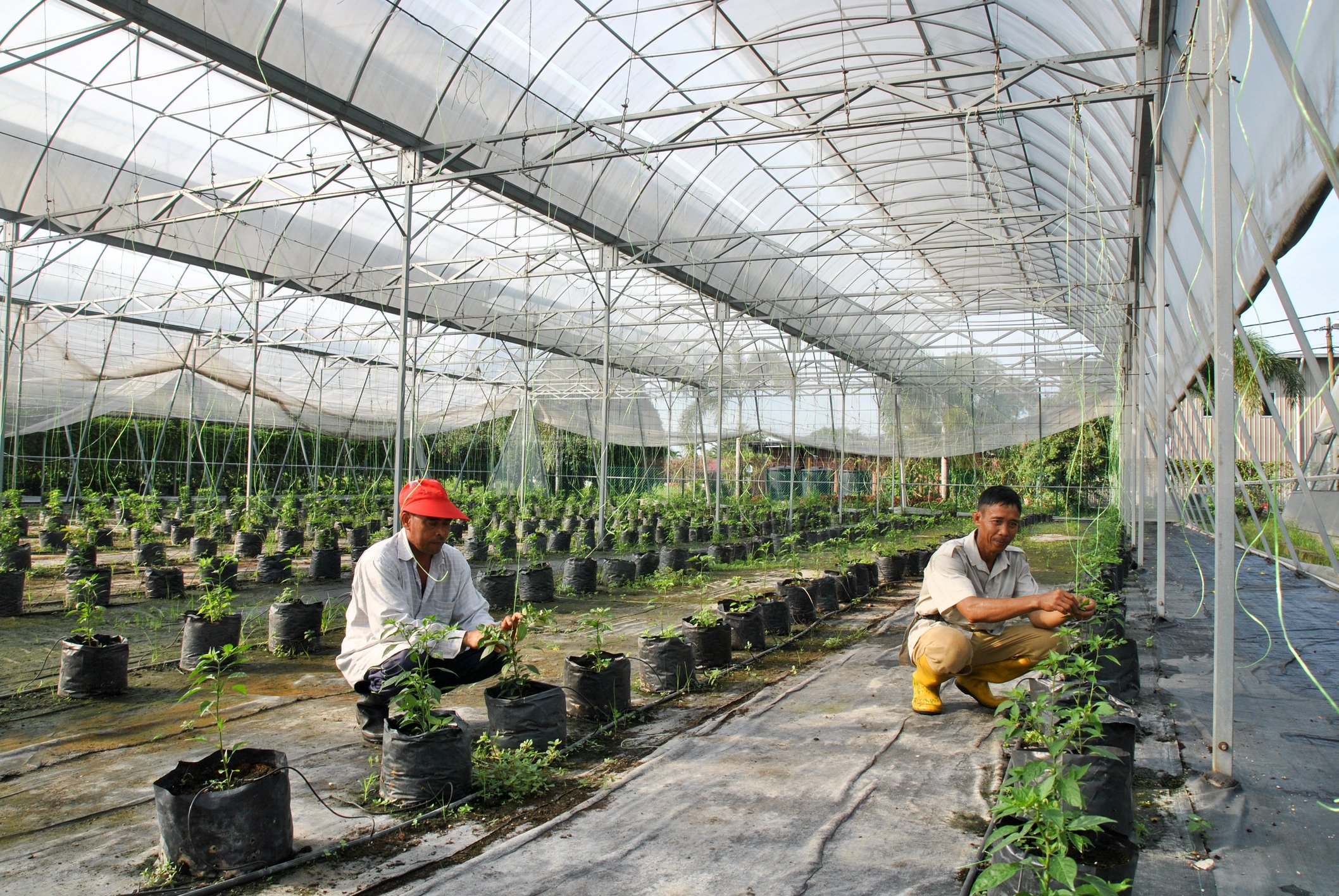Two people working at a greenhouse.