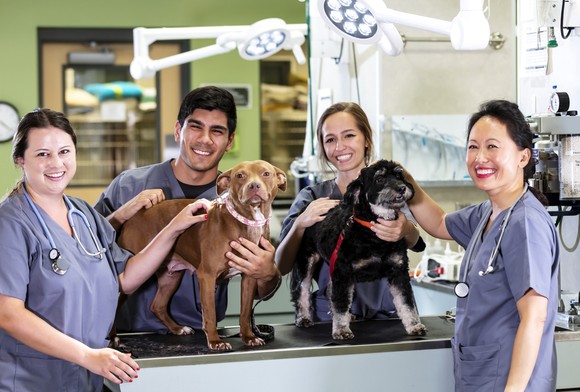 Four veterinary technicians posing with a couple of dogs in the clinic.