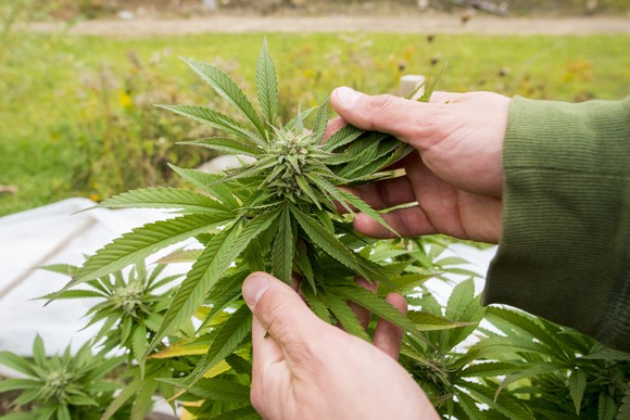A person holding marijuana leaves.