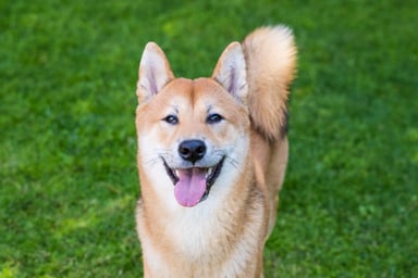 Shiba Inu standing on grass