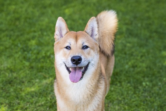 A happy looking Shiba Inu dog standing on grass.