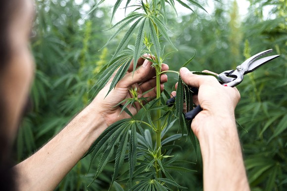 A person holding a cannabis plant.