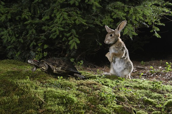 A tortoise and a hare in a forest.