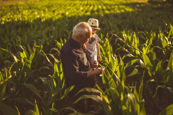 A grandparent and grandchild in a cornfield.
