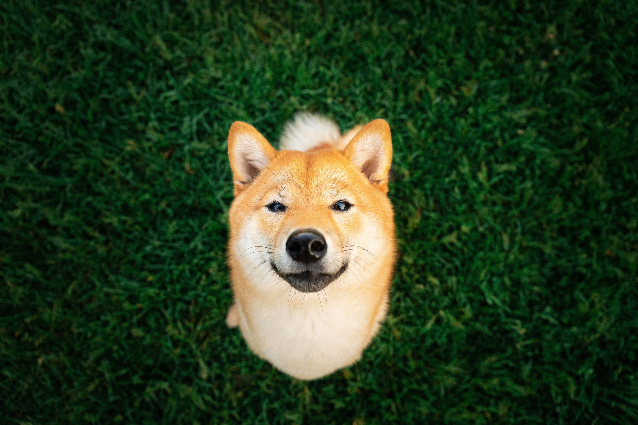 A Shiba Inu dog stands in grass and looks up.