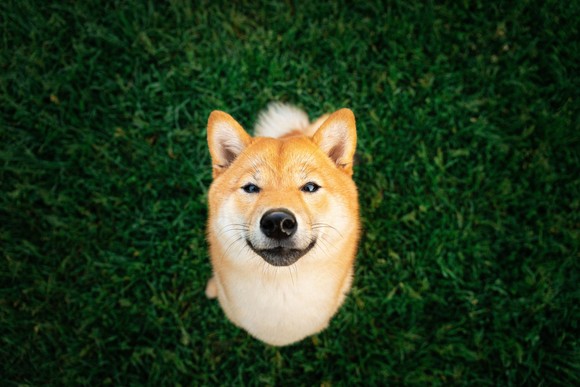 A Shiba Inu dog stands in grass and looks up.