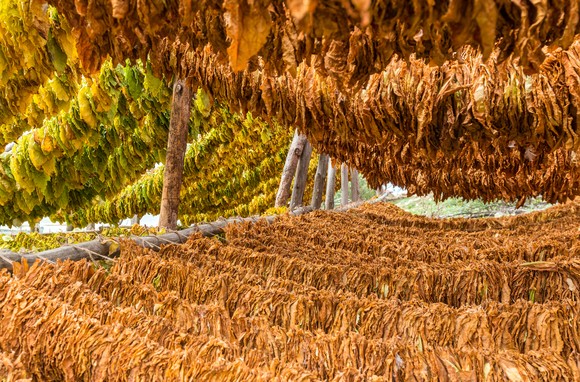 Tobacco leaves drying.