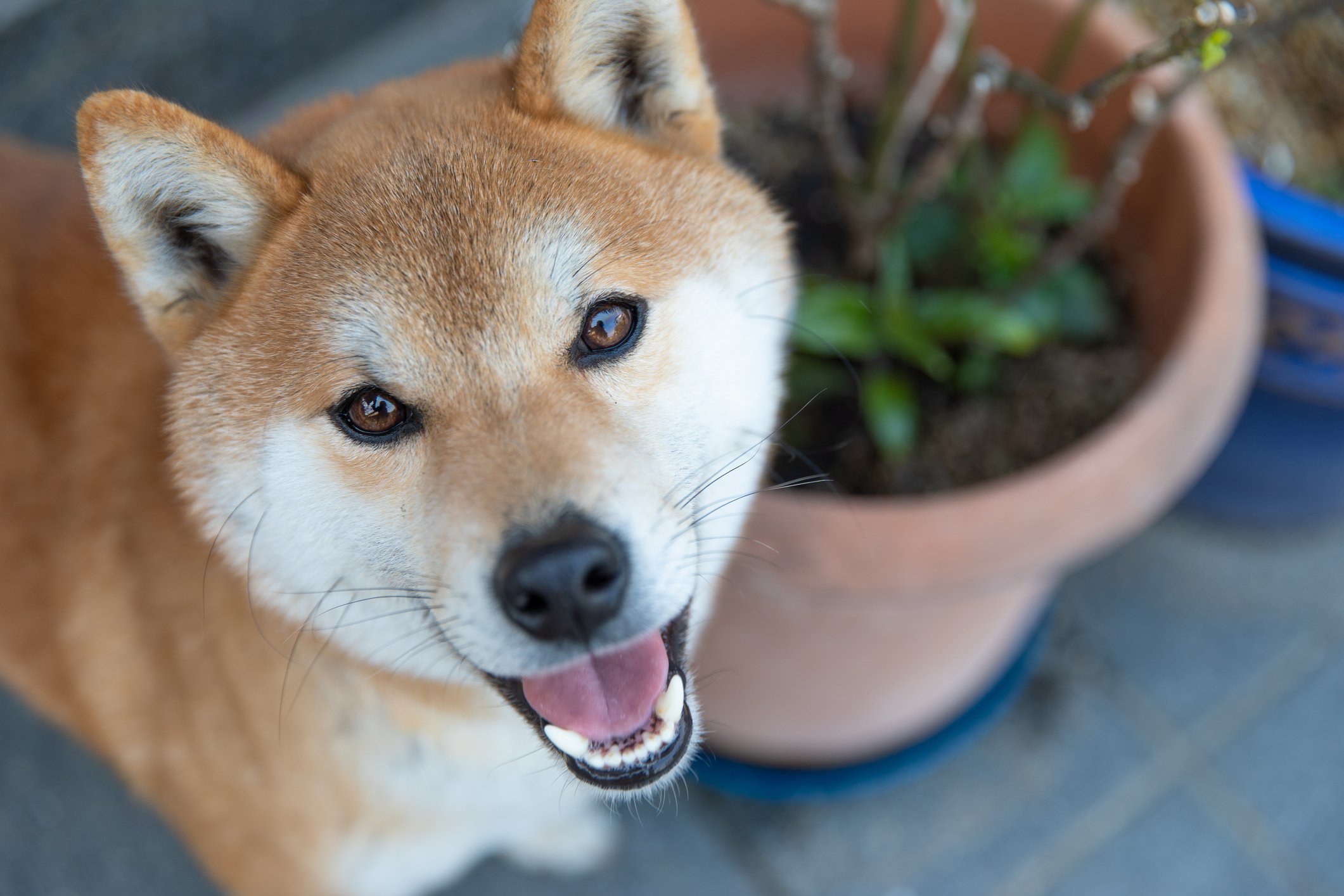 Shiba Inu dog next to a potted plant.
