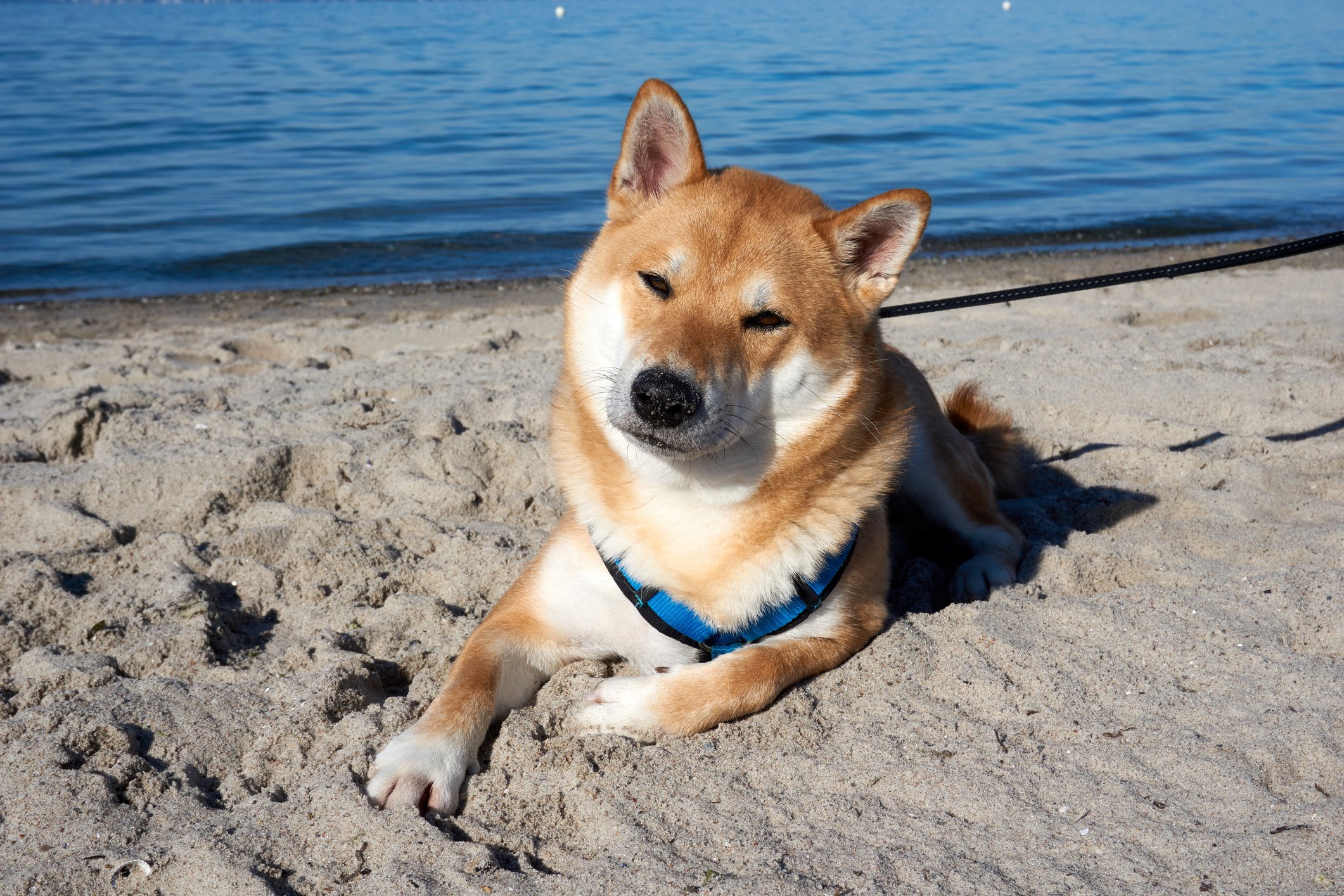 A Shiba Inu lying down in the sand.