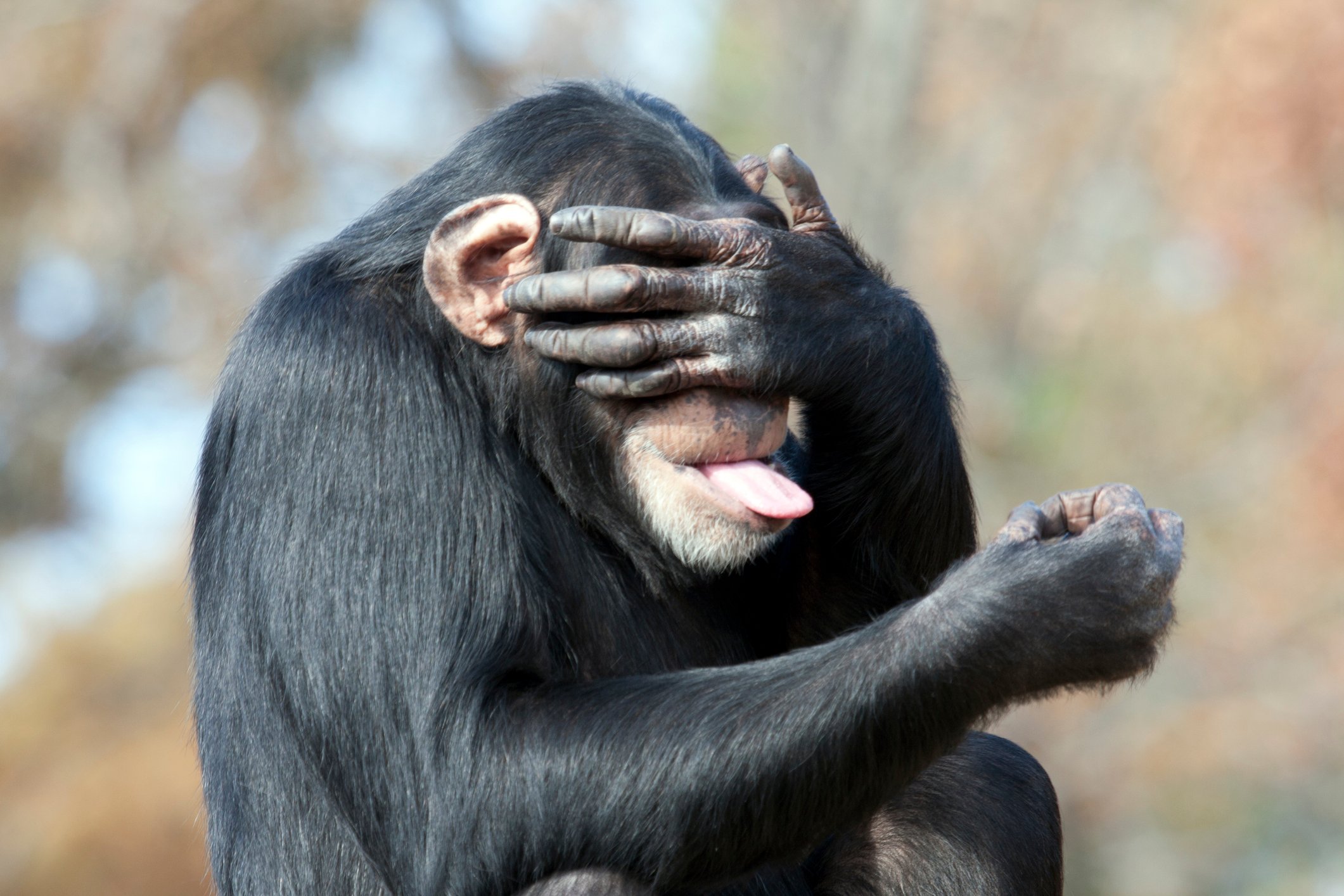 A chimpanzee covering its eyes.